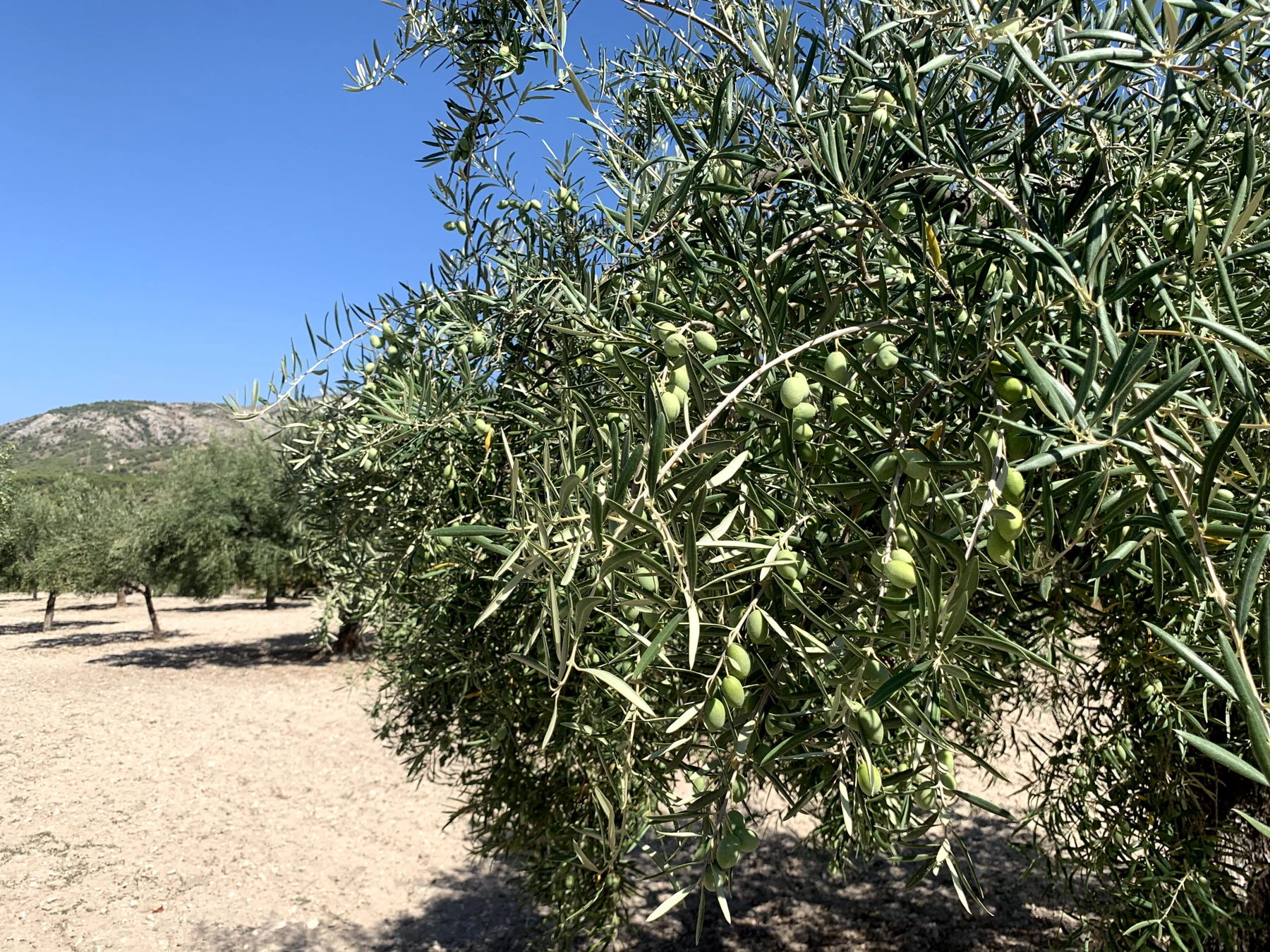 Olivos en el entorno agrícola del proyecto en Tibi